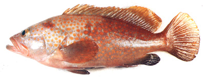 fish115.jpg