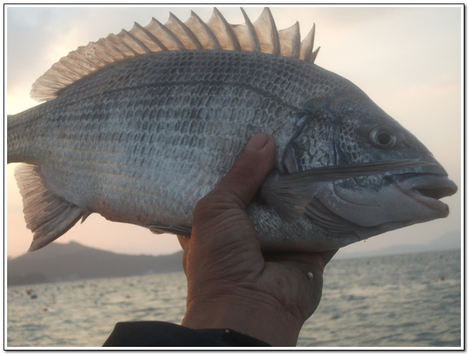 사본 - 사본 - DSCF0784[1] (4).jpg