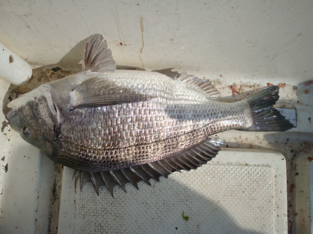 4월28일 남촌에서..17마리 3물 004.jpg