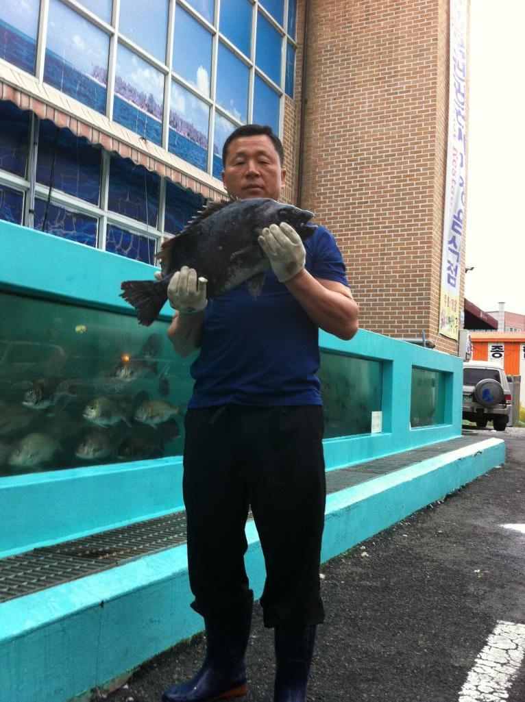35d879d625b86095be58937fb9d3b774.jpg : 추자도에서 돌돔 한마리 건졌네요