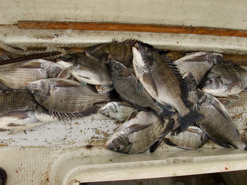 SNB20019.JPG : 무안  출조