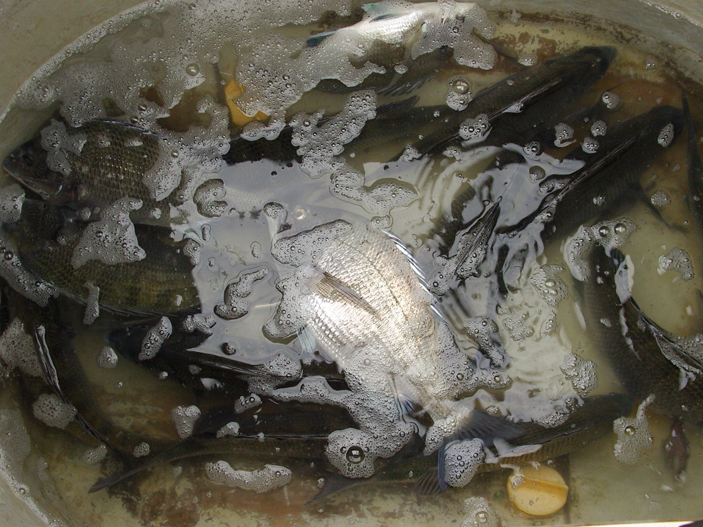 SNB20018.JPG : 무안  출조