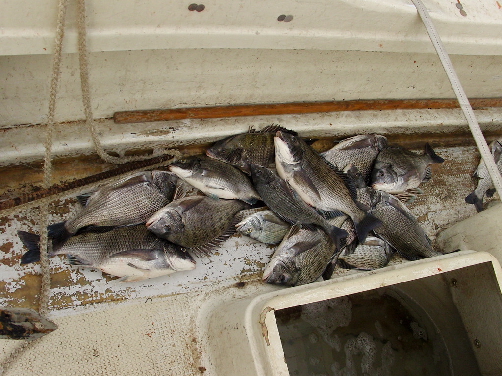 SNB20020.JPG : 무안  출조