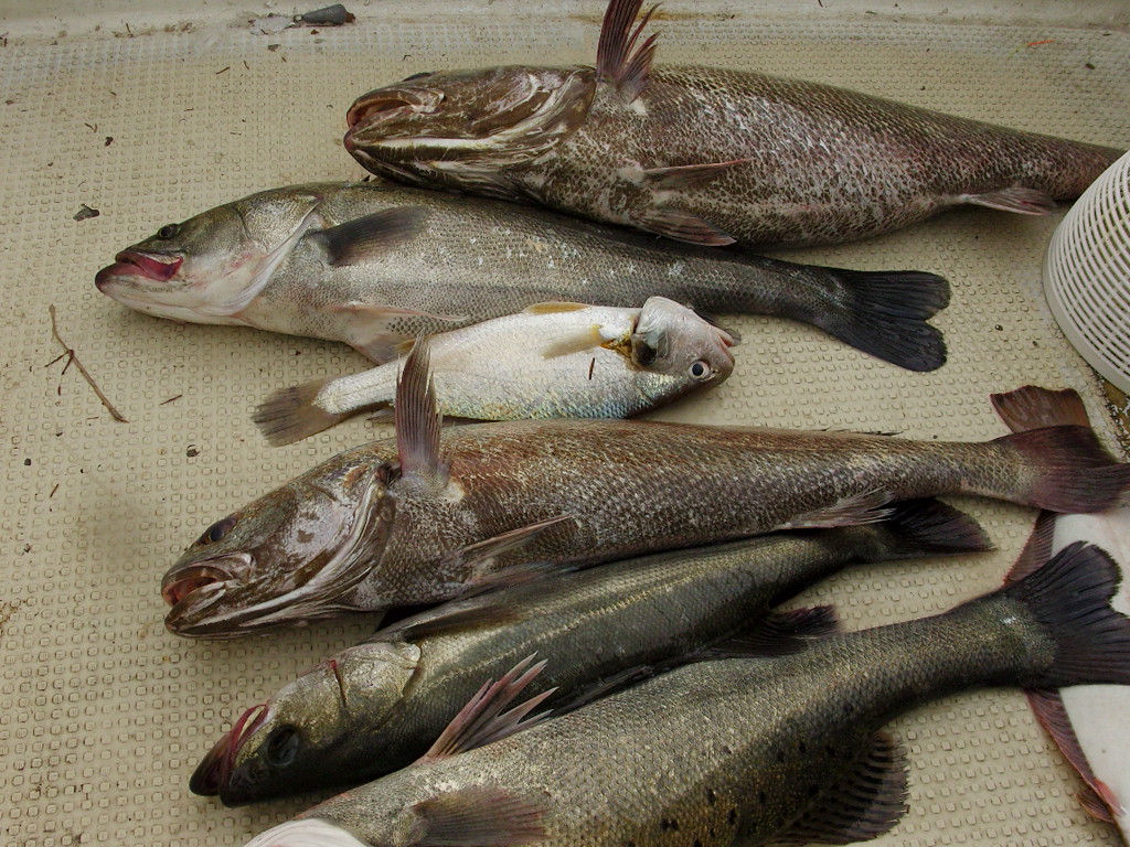 대물민어 006.JPG