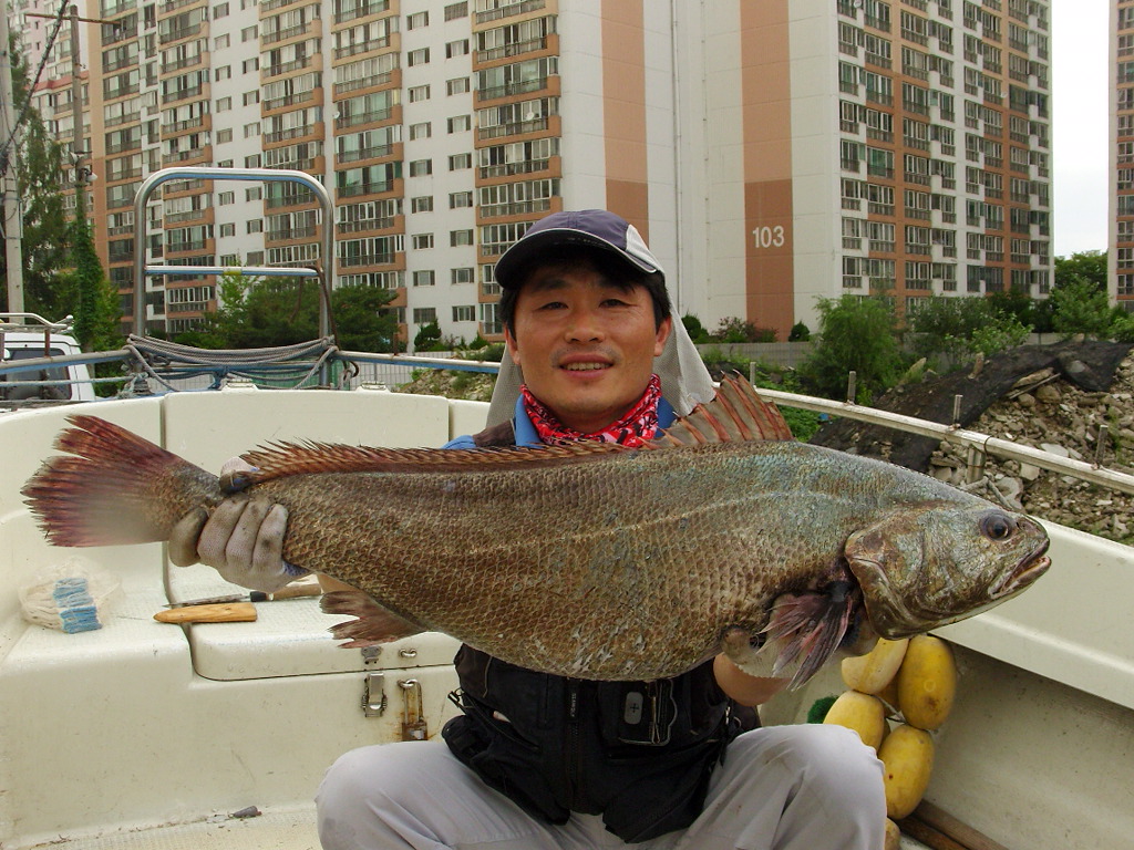 대물민어 004.JPG