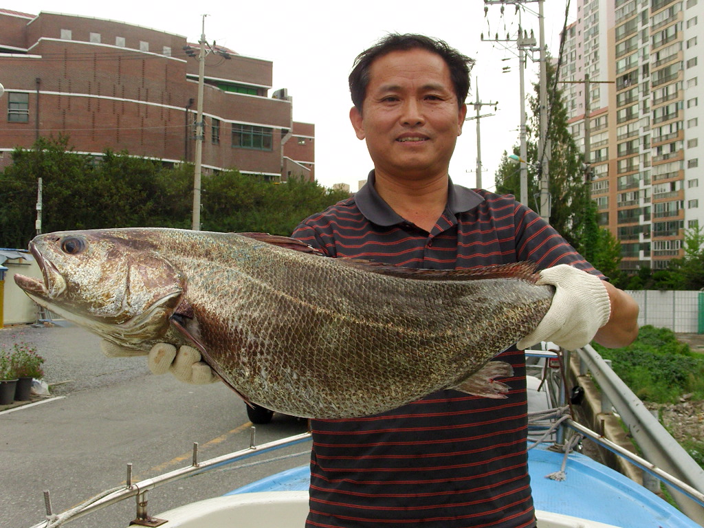 대물민어 008.JPG